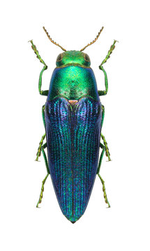 Beetle metallic wood borer Sphenoptera tamarisci beckeri