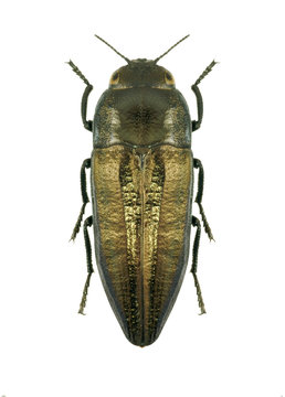 Beetle metallic wood borer Sphenoptera pallasia