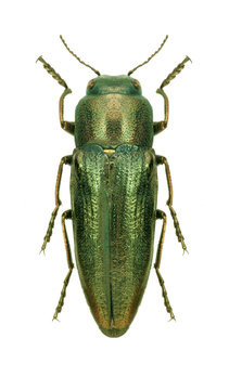 Beetle metallic wood borer Sphenoptera orichalcea meveri
