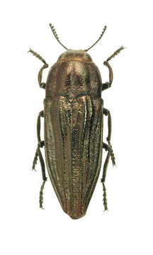Beetle metallic wood borer Sphenoptera canaliculata
