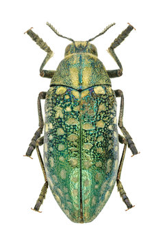 Beetle Julodis variolaris variolaris