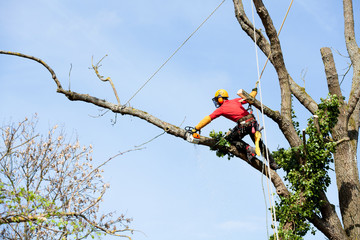 An arborist cutting a tree with a chainsaw - Powered by Adobe