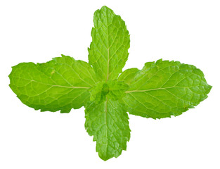 mint leaves isolated on white background