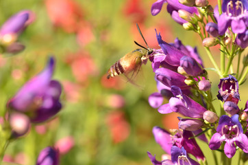 Bee on flower