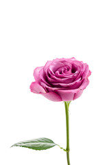 Pink rose isolated on white