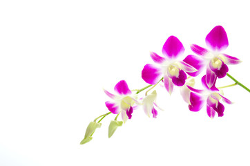 Fototapeta na wymiar Purple orchid flower isolated white background