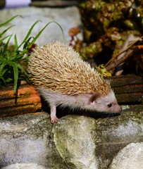 Hedgehog