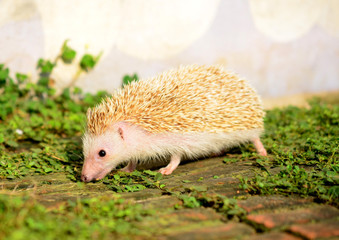 Hedgehog