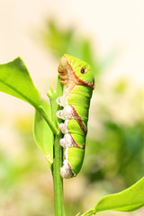 Spangle butterfly (Papilio protenor) in Japan 