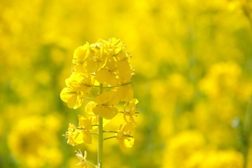 菜の花