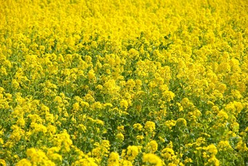 Obraz premium 菜の花