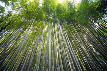 The bamboo forest of Kyoto, Japan.