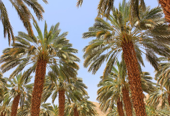 Fototapeta na wymiar date palm plantation