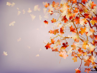 Naklejka na ściany i meble Branch of bright autumn maple foliage. EPS 10