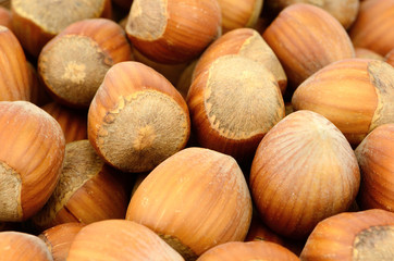 filberts or hazelnuts and a nut cracker in the studio