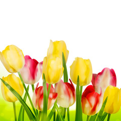 Beautiful tulips isolated on white. EPS 10