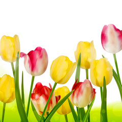 Bouquet of tulips isolated on white. EPS 10