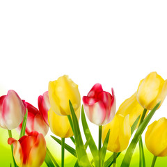 Fresh tulips isolated on white. EPS 10