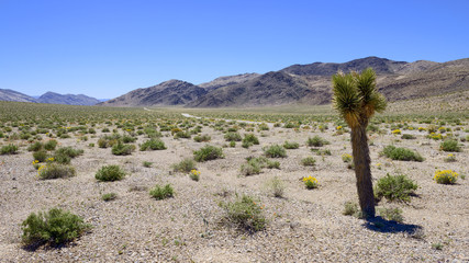 Desert Blooming