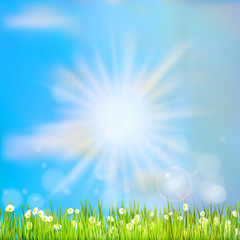 Obraz premium Summer grass in sun light. EPS 10