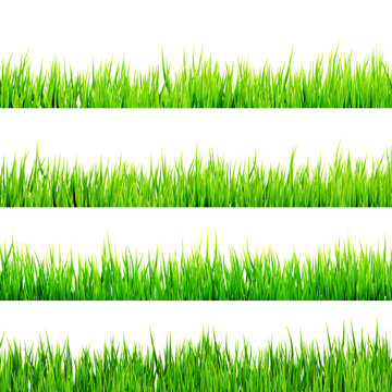 Fresh spring green grass isolated. EPS 10