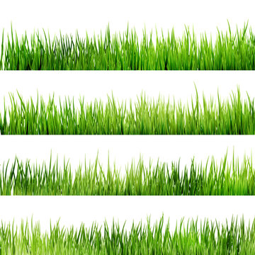 Fresh spring green grass Isolated On White. EPS 10