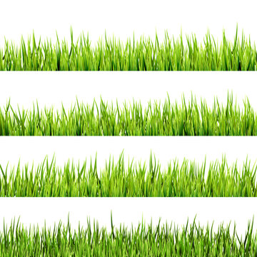 Fresh spring green grass isolated. EPS 10