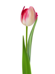 One pink tulip isolated on white. EPS 8