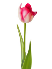 One pink flower isolated on white. EPS 8