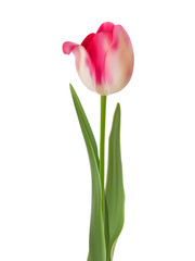 Beautiful pink tulip isolated on white. EPS 8