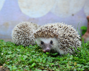 Hedgehog