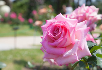 The beautiful rose season bloom in Japan