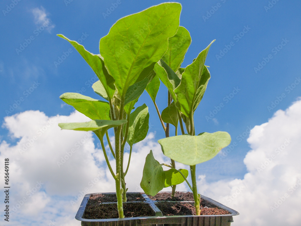 Wall mural Plug aubergine plant