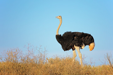 Mannelijke struisvogel, Kalahari-woestijn