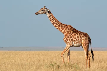 Papier peint photo autocollant rond Girafe Girafe Masai, Masai Mara