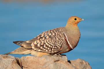 Namaqua sandgrouse, Kalahari desert