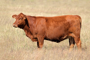 Red angus cow on pasture - obrazy, fototapety, plakaty