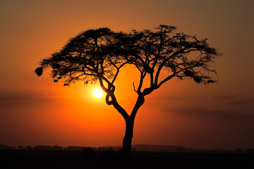 Fototapeta na wymiar Sunset with silhouetted tree, Amboseli National Park