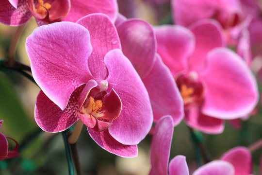 pink orchid flowers in garden