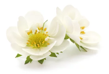 Papier peint photo autocollant rond Fleurs fleurs blanches