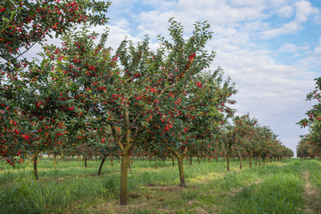 Fototapeta na wymiar cherries on orchard tree