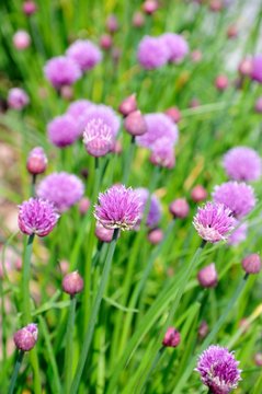 Chive plants in flower © Arena Photo UK