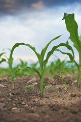 Young green corn in agricultural field