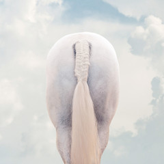 White horse tail with braid