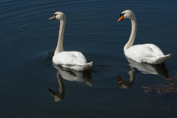 Mute Swan couple, male and female (Cygnus olor)