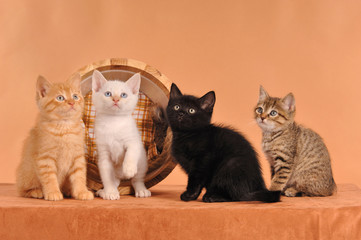 German Rex Mix Kätzchen Kitten Geschwister sitzend