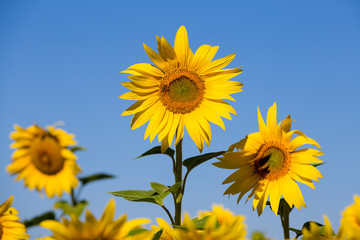 Yellow sunflower field over blue sky in Ukraine