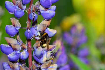 blauer Lupin mit Hummel (Tele-makro)