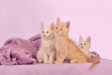 Fototapeta na wymiar Turecka Angora kotek rodzeństwo