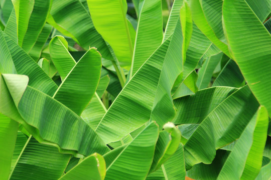 Fototapeta Green fresh banana leaf background